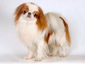 Японский хин — маленькая, хорошо сбалансированная, живая, аристократичная декоративная собака с характерной внешностью