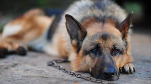 Депрессивное состояние собаки при смене хозяина, места или условий жительства