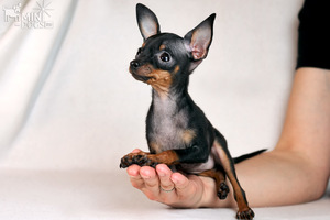 Маленький щенок на руке