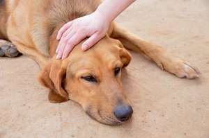 Причины развития синдрома у собак 