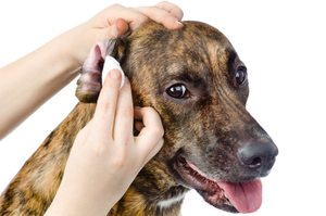 Выбор стратегии лечения синдрома Кушинга у собак