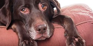 Лечение микоплазмоза у собак