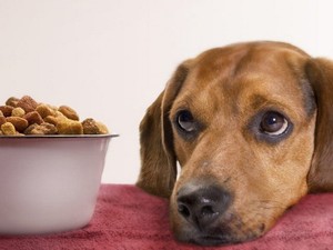 Чем кормить собаку