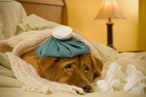 Как помочь собаке при повышенной температуре