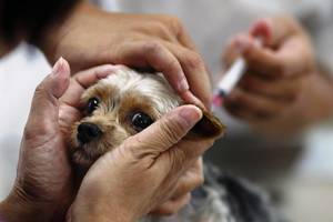 Когда можно делать прививки щенкам