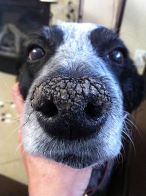 Причины сухости носа у собак