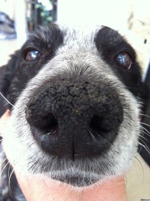 Причины сухого носа у собаки