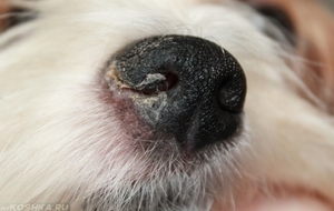 Теплый нос у собаки