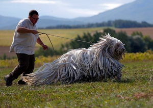 Воспитание собаки венгерской овчарки