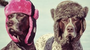 Шапка-шлем для собаки