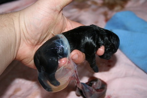 Рождение щенков