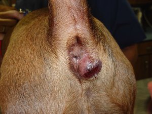 Из-за чего воспаляются параанальные железы у собак