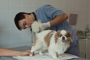 Когда необходимо обратиться к ветеринару для чистки параанальных желез у собаки