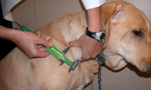 Как лечить собак при лимфоме