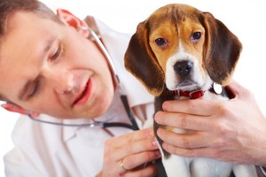  Лечение Бруцеллеза у собак