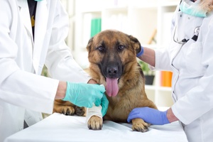 Дисплазия у собак: диагностика 