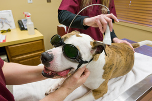 Дисплазия у собак: лазерно - магнитная терапия