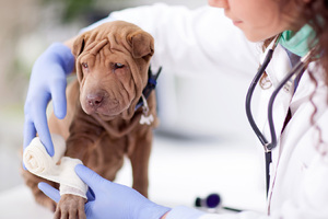 У собаки дисплазия : симптомы и лечение  