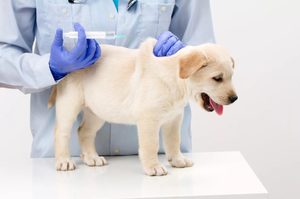 Когда нужно делать первую прививку щенку