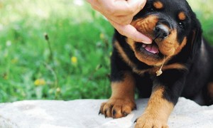 Как отучать щенка кусаться