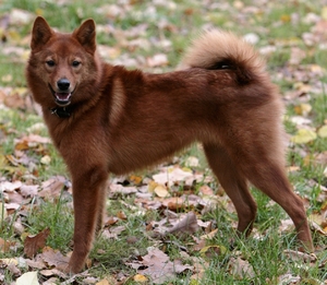 Карело- Финская Лайка  -  собаки