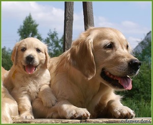 Золотистый ретривер: выбор щенка и уход