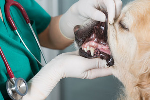 Как лечить анемию у собак