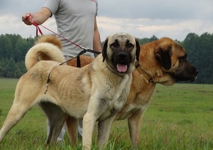 Особенности содержания собак турецких кангалов