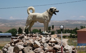 Описание истории породы собак турецкий калган
