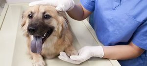 Гнойный конъюнктивит у собак лечение в домашних условиях thumbnail