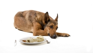 Причины отказа от еды собак