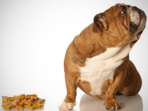 Отказ от еды собаки из -за болезней