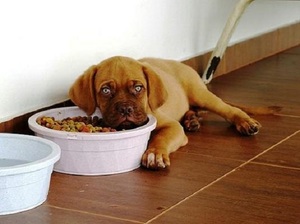 Почему собака отказывается от еды
