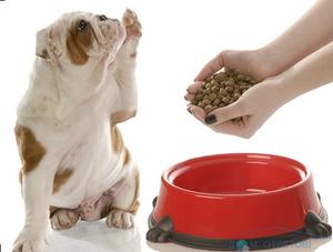 Способы лечения собак при отказе от еды