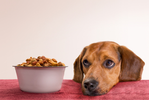 Причины плохого аппетита у собак