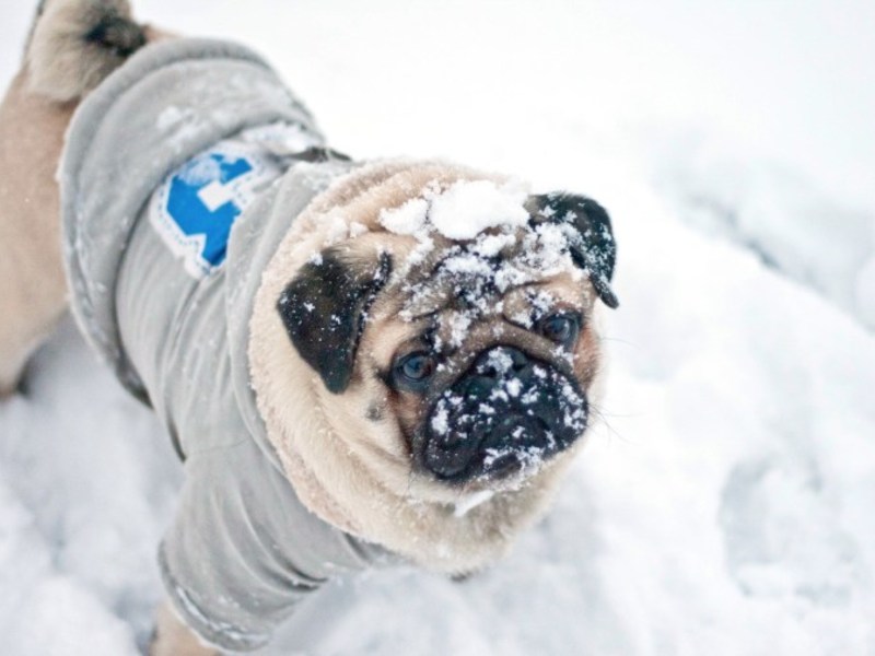 Мопс в снегу