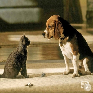  Кадр из фильма "Дорога домой" с кошкой и собакой