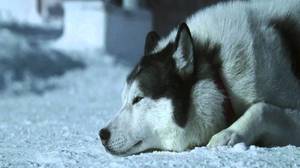 Кадр из фильма "Белый плен" о собаках на севере