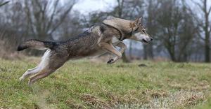 Волчья собака Сарлоса: характер