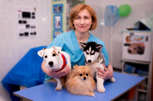 Лечение собаки в ветеринарной клинике от цистита