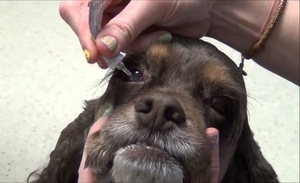 Оказание первой помощи собаки при покраснении белков глаз