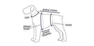 Снять мерки с собаки для пошива одежды