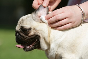 Чиситить уши собаке своимим руками
