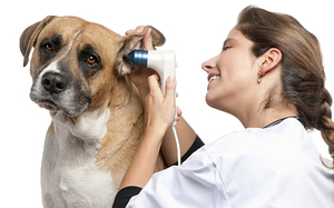 Ветеринар осматривает ухо у собаки