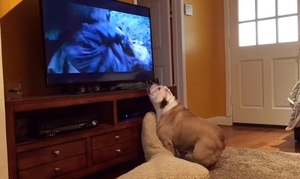 Собака лает на телевизор