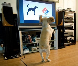 DogTV был создан специалистами в области собаковедения