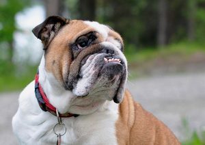 Лечение заболеваний собак породы американский бульдог