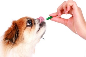 Особенности применения витаминов Эксель для собак
