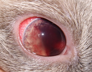Заболевания глаз у собак: симптомы и лечение