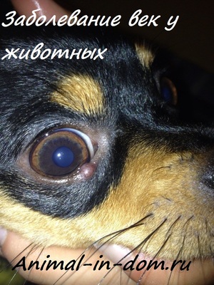 Лечение болезней глаз у собак